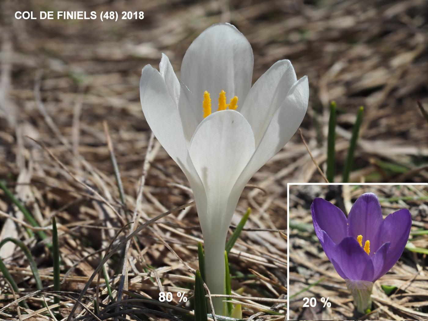 Crocus, White flower